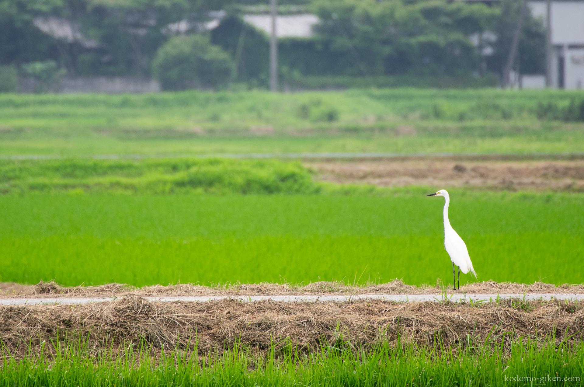 【所長の雑談】「結果だけを見る教育」はAI時代に最悪の相性になる理由 NEW