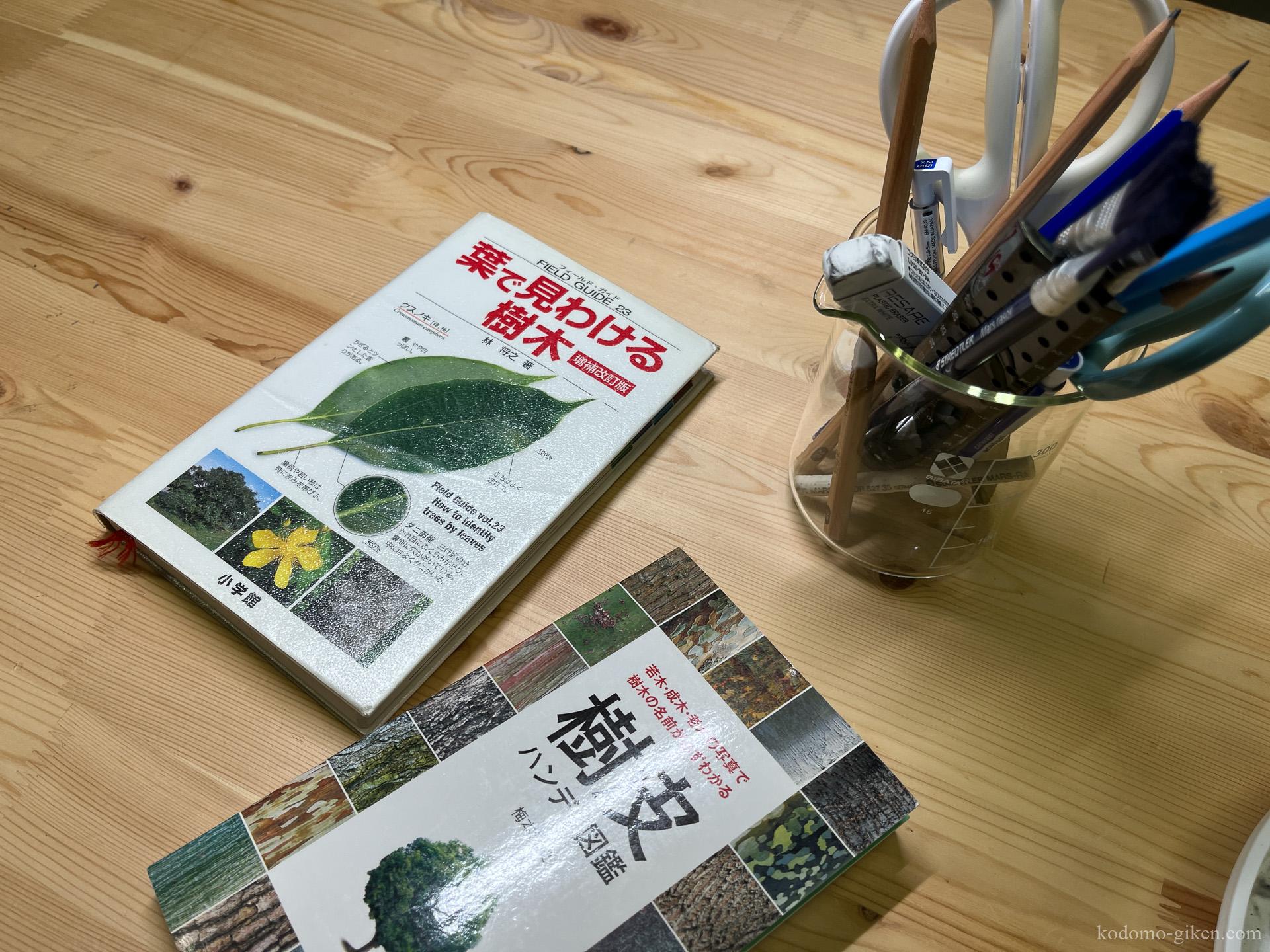 【こども技研の日常】「撮りたい!」が連れて行ってくれた、植物の不思議と気根の発見 NEW