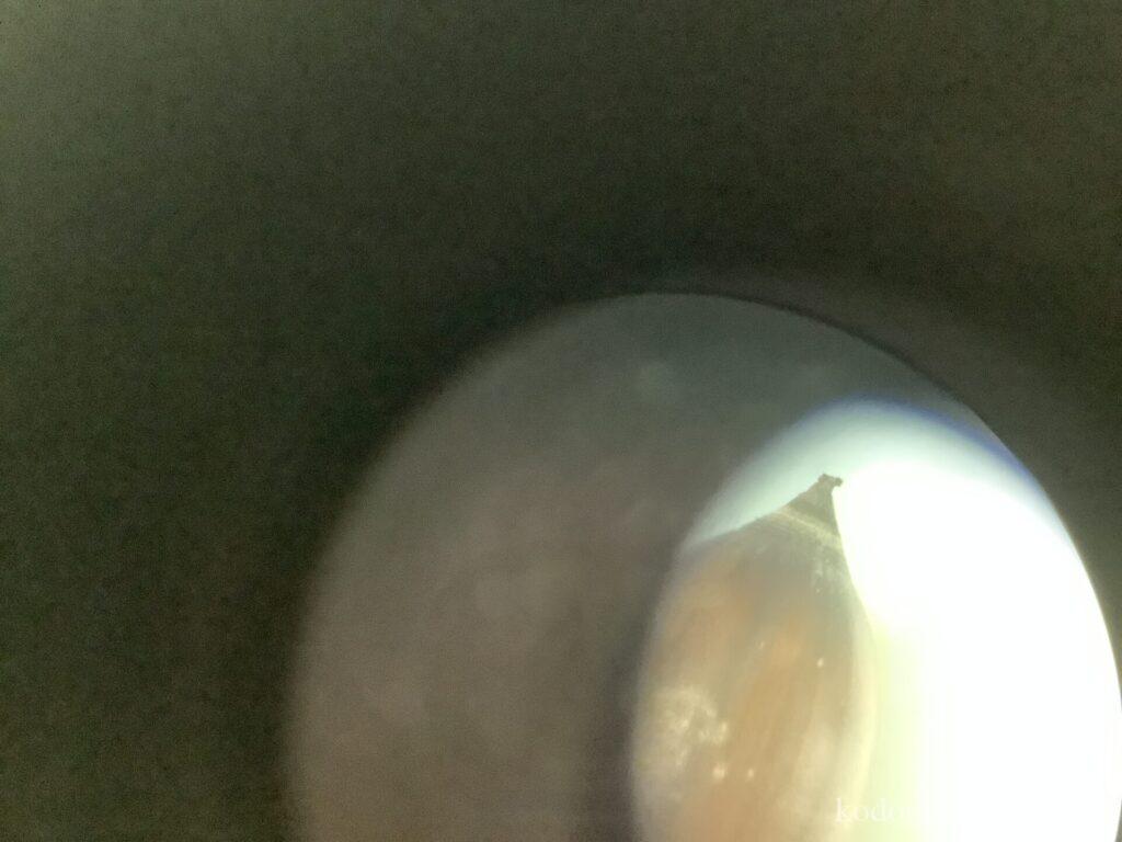 小野市のサイエンス教室で子供が撮ったどんぐりの写真