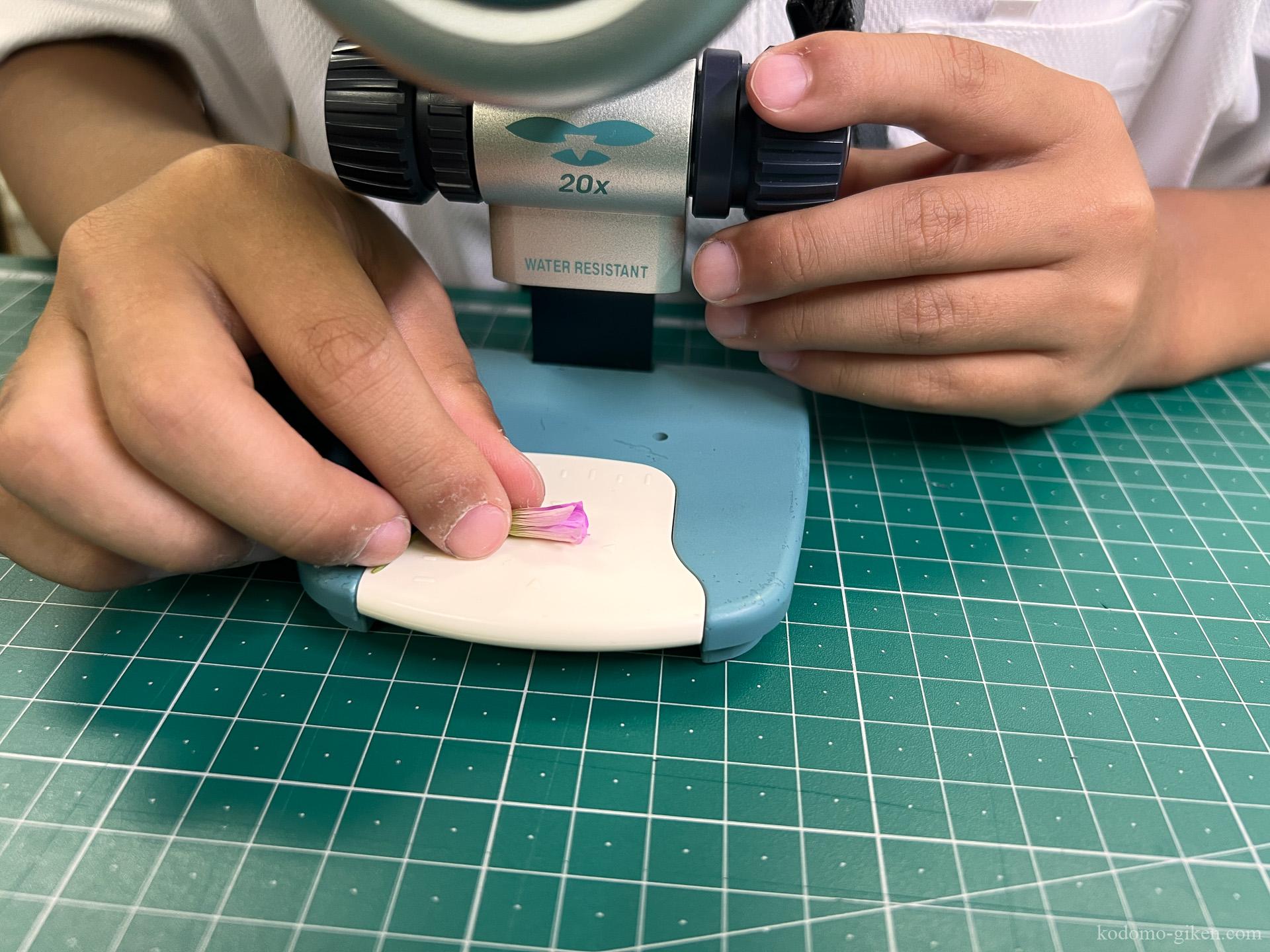 【こども技研の日記】見ていても見えていない、ありふれた足元の小さな世界 NEW